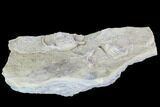 Three Crinoid Fossils ( Species) - Gilmore City, Iowa #88854-4